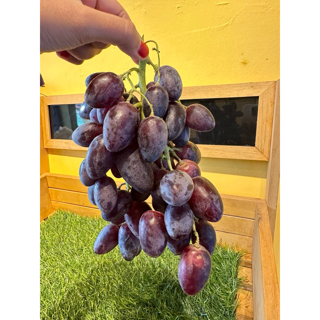 

Anggur Autum Melodi 500gram