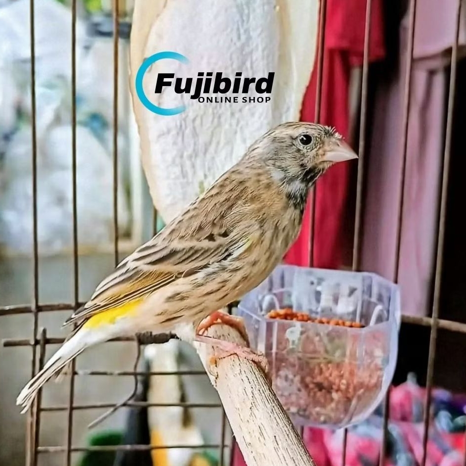 BURUNG BLACKTHROAT JANTAN GACORAN RAJIN