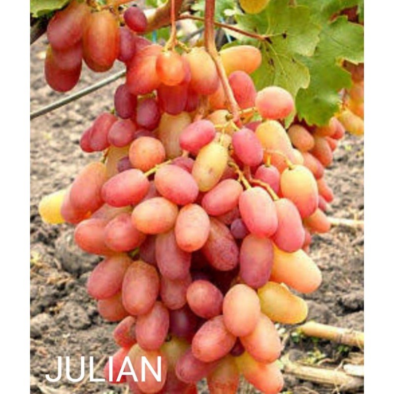 

Bibit Anggur Import Julian