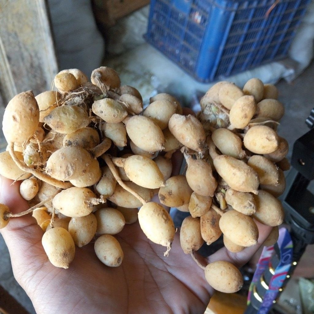 Kunir Putih