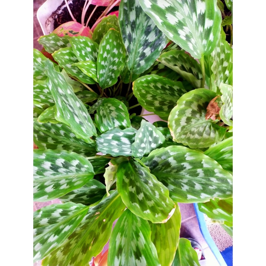 Tanaman Bunga Tikar Asli Hidup Langka