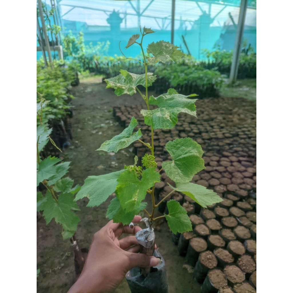 BIBIT ANGGUR IMPORT ISI 4