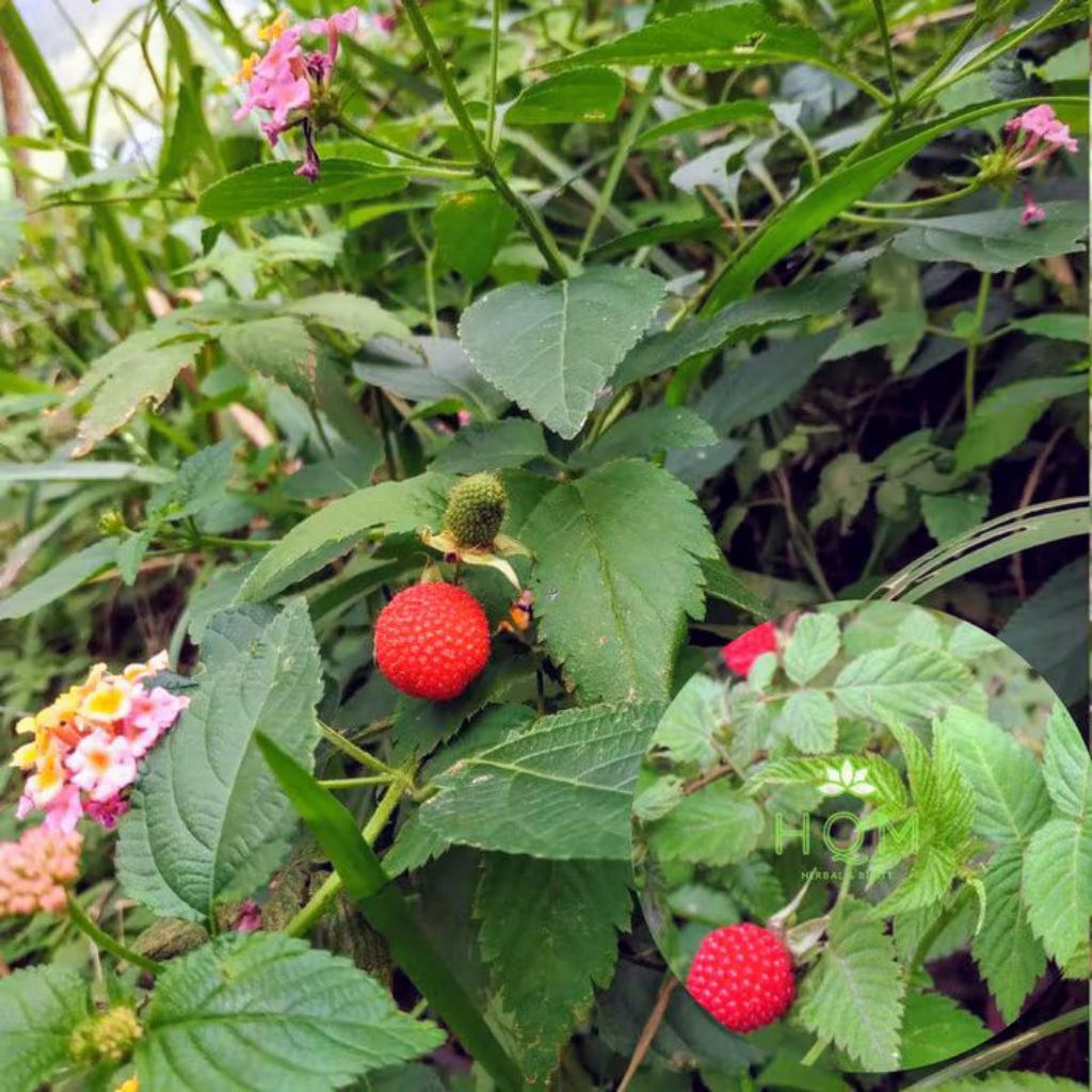 tanaman arben berete buah merah arben hutan