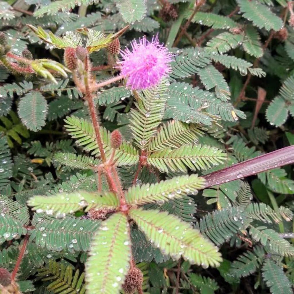tanaman putri malu bibit tanaman putri malu