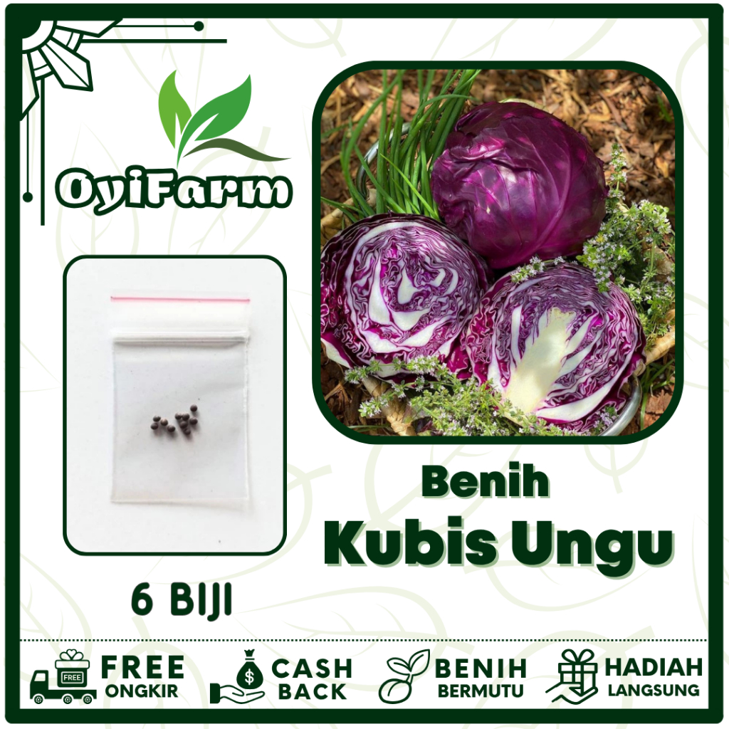 Bibit Kubis Ungu Merah - Benih Sayuran