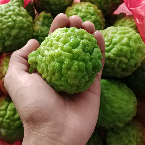 

Jeruk Purut Jeruk Medan Ute Pangir Jantan Jeruk Obat Ukuran Besar Perbiji