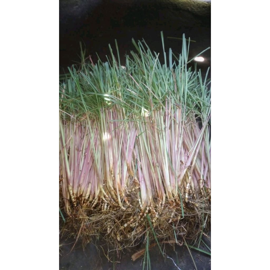 

sereh bumbu masak segar per 10 batang