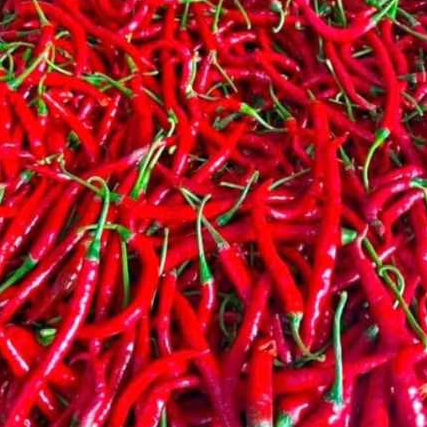 

100gram cabe rawit keriting segar langsung petik dari petani