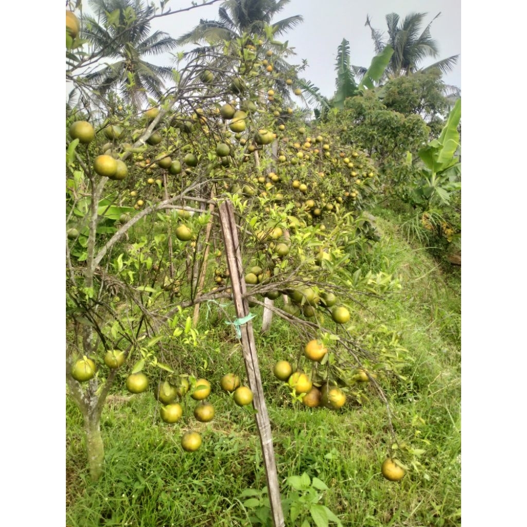 

jeruk santang madu