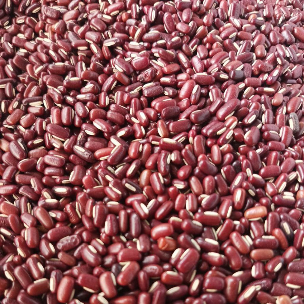 

Kacang Merah Kecil Import