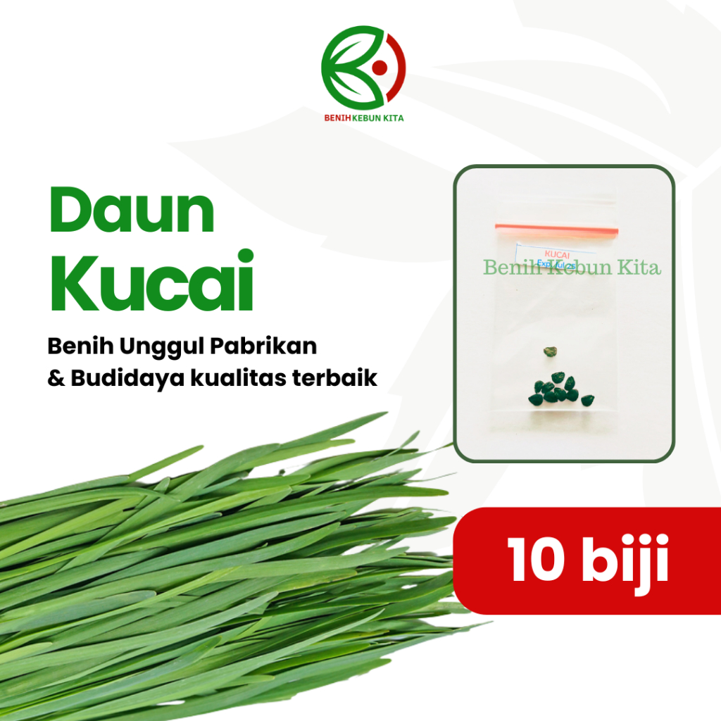 Biji Benih Bibit Tanaman Sayuran Daun Kucai Unggul Berkualitas