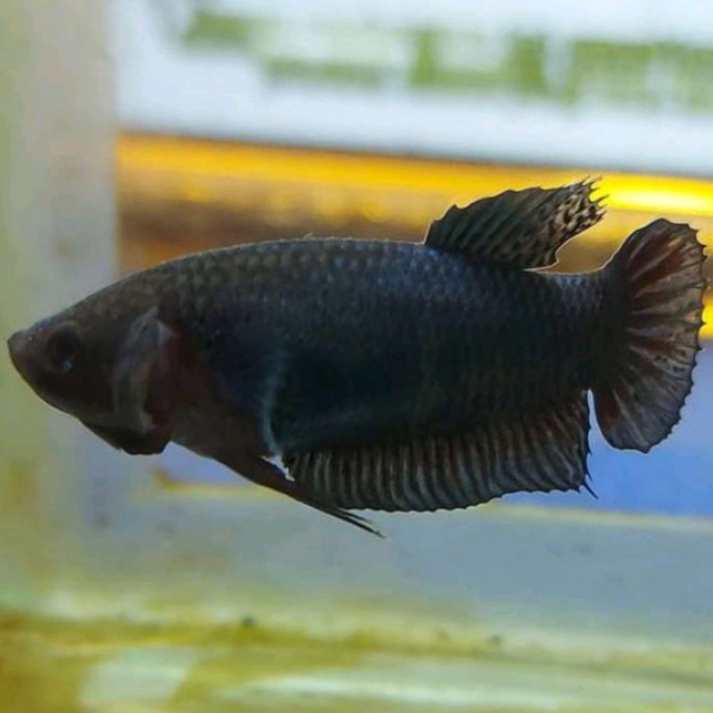 Cupang Fighter Aduan Betina Import Thailand Original Top Champion