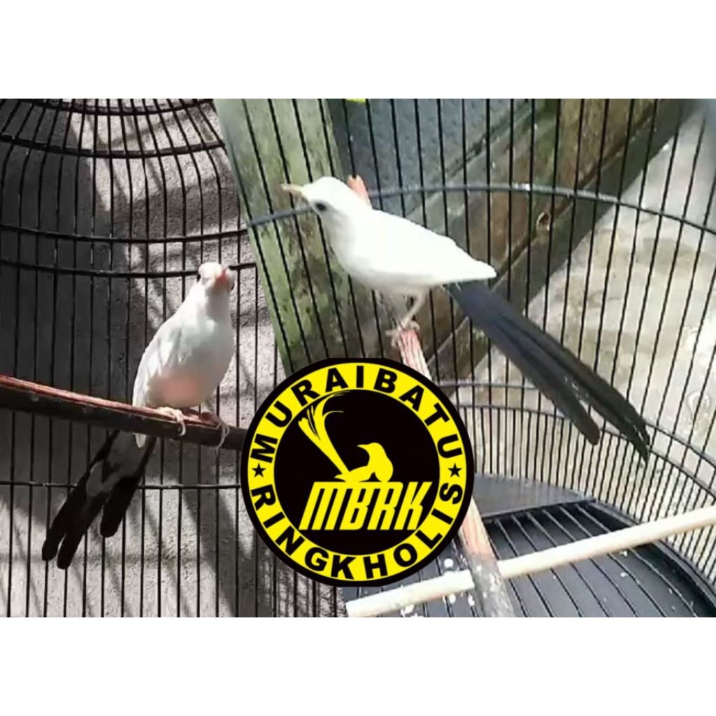 

PROMO BELI 1 GRATIS 1 TELUR FERTIL MURAI BATU PANDA BUNTUT PANJANG