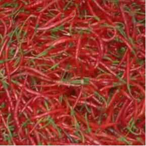 

250gram cabe keriting /CMK segar petik langsung dari petani