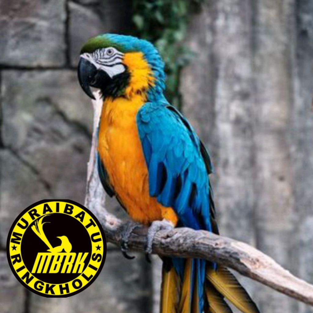 

promo 2 paket telur macaw blue dan gold fertil