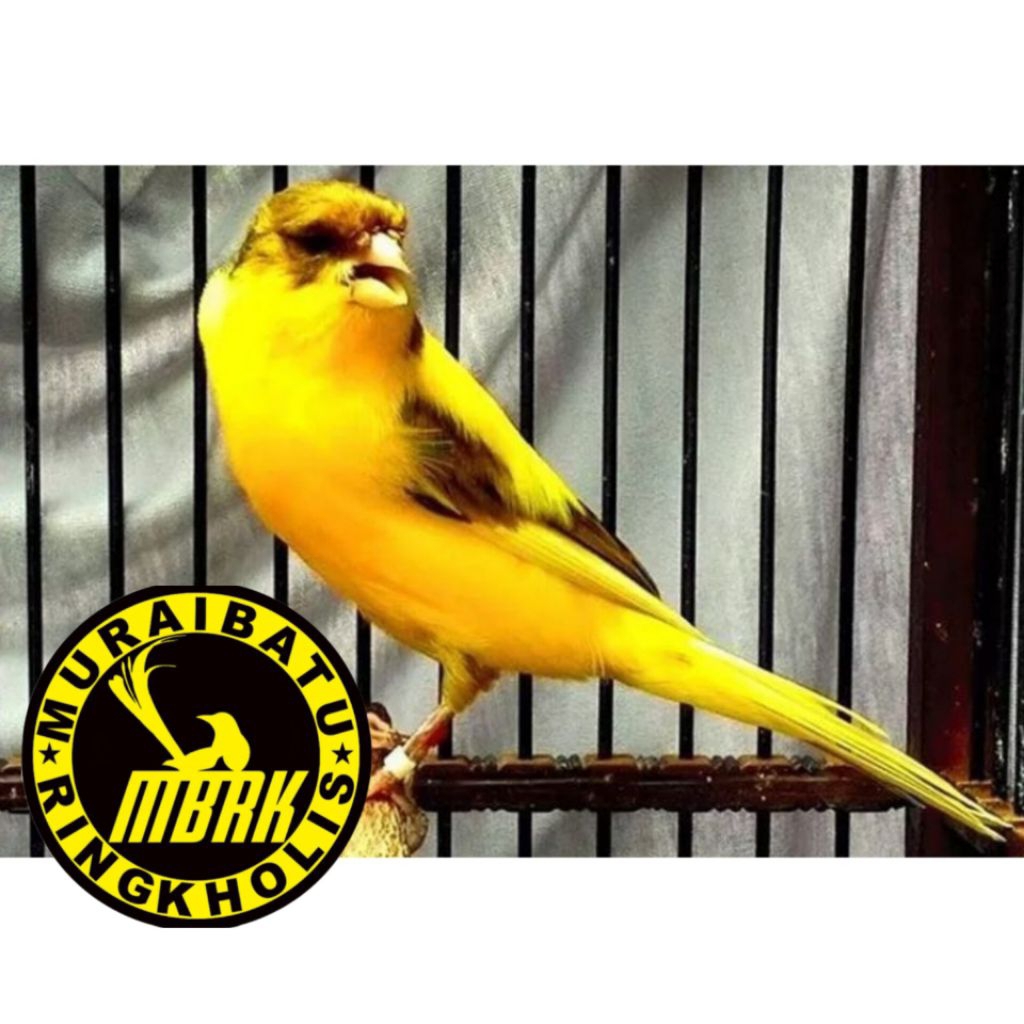 

Promo Telur Kenari Lemon Fertil