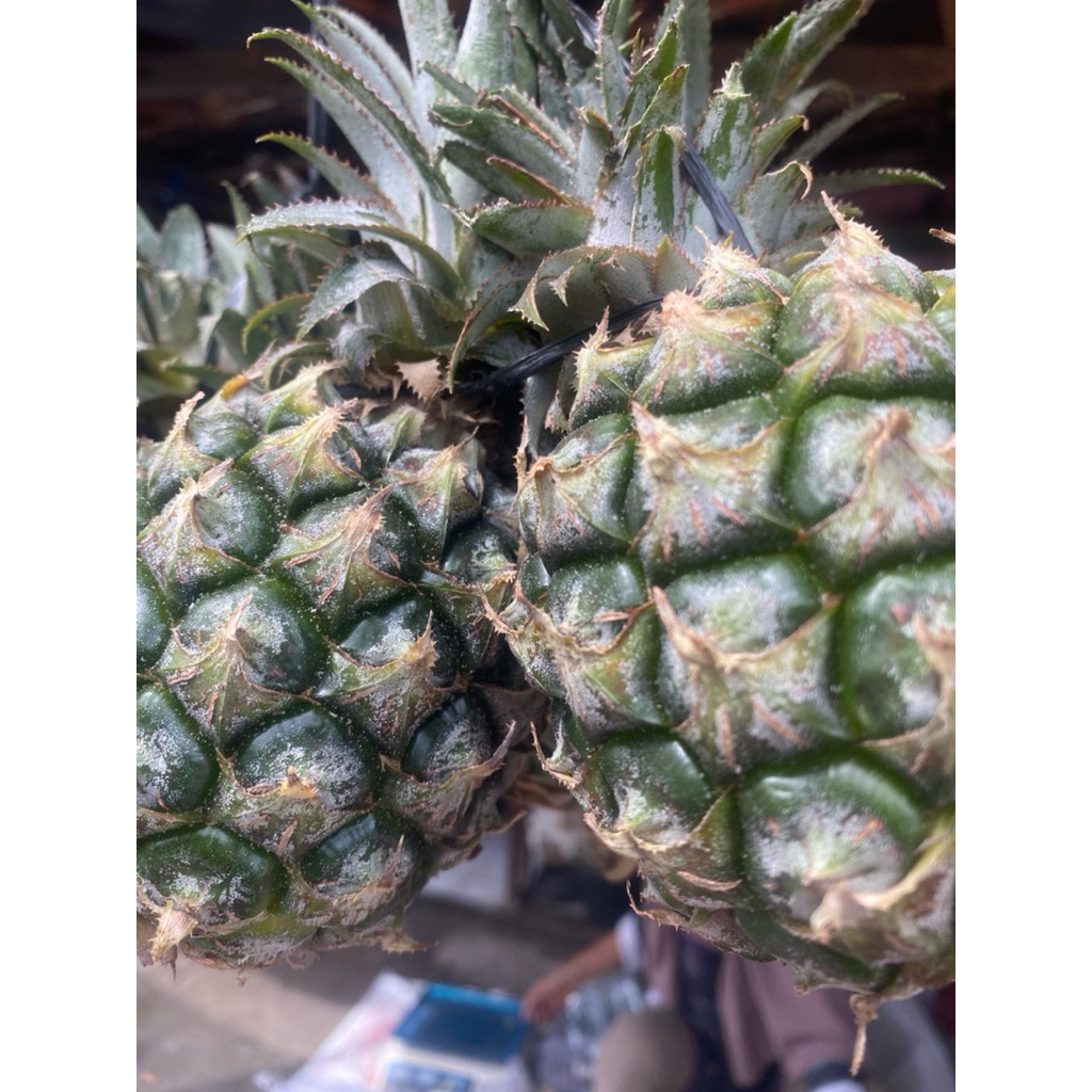 

nanas segar 1kg murah fresh fruit