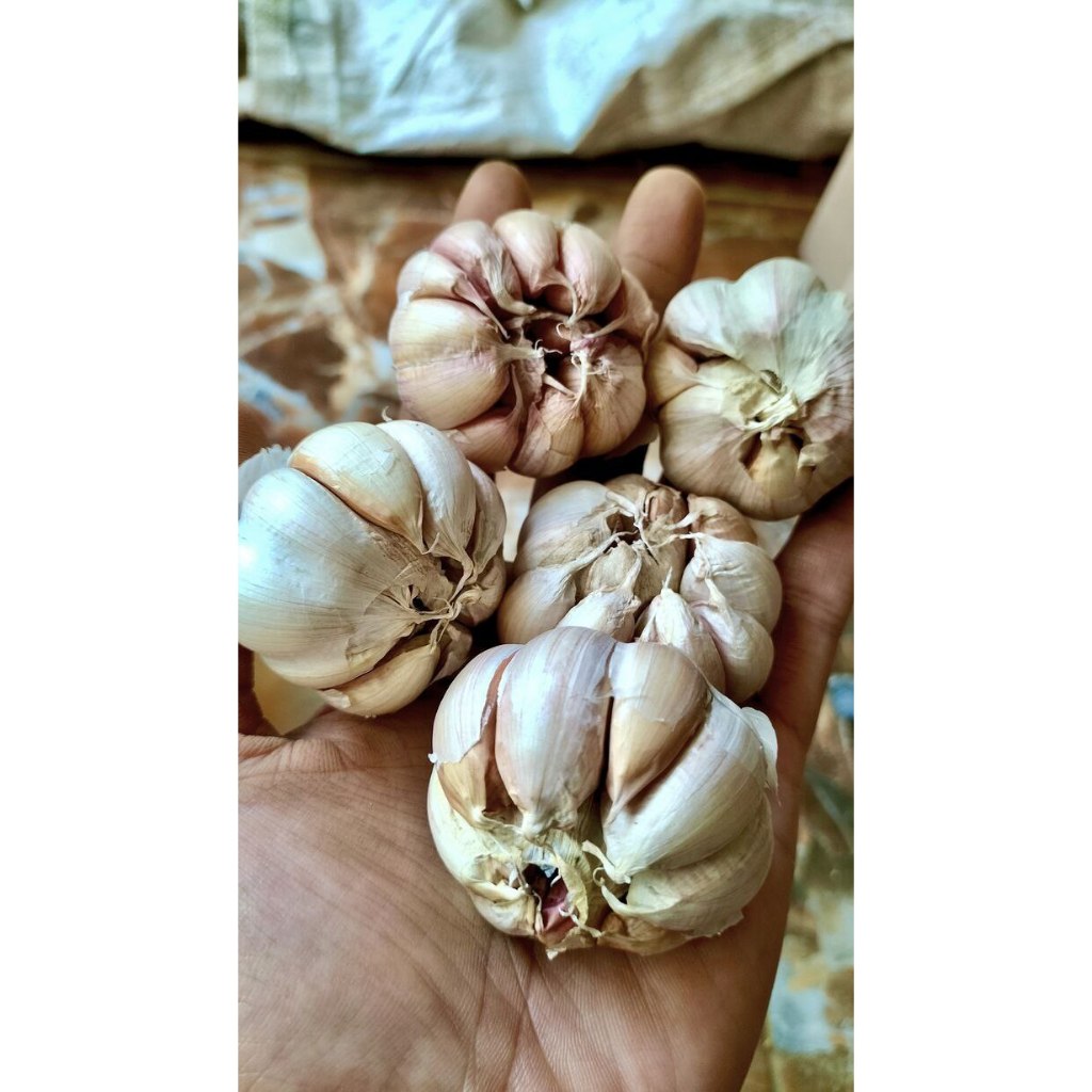 

Bawang putih sinco fresh 1 kg