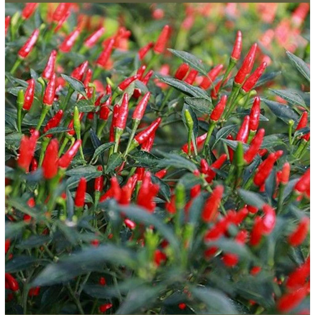 25 Biji Cabe Rawit Hijau Tegak