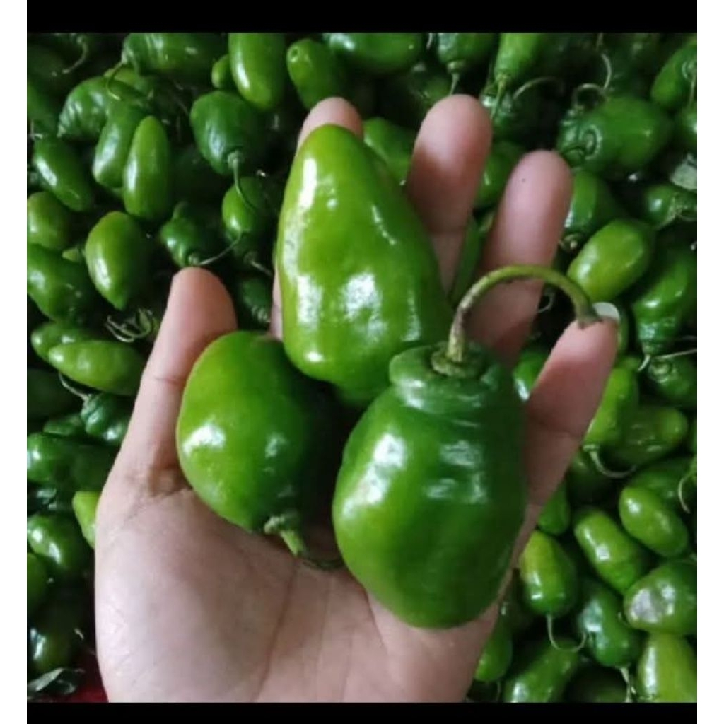 

Cabe gendot segar 1kg langsung dari kebun