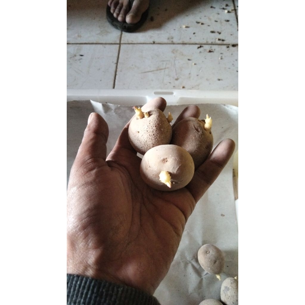 Benih-kentang-G0-var:granola-L