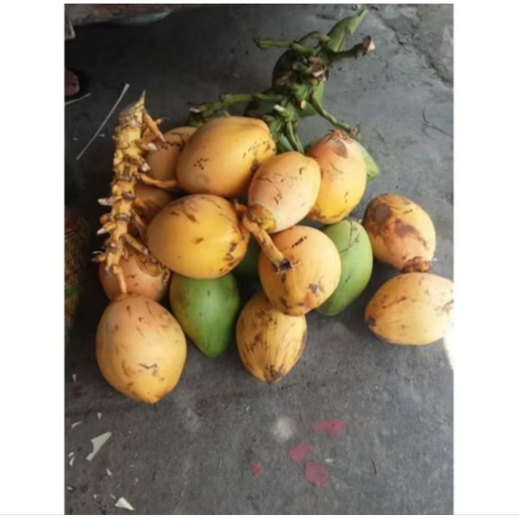

cengkir kelapa/kelapa cengkir