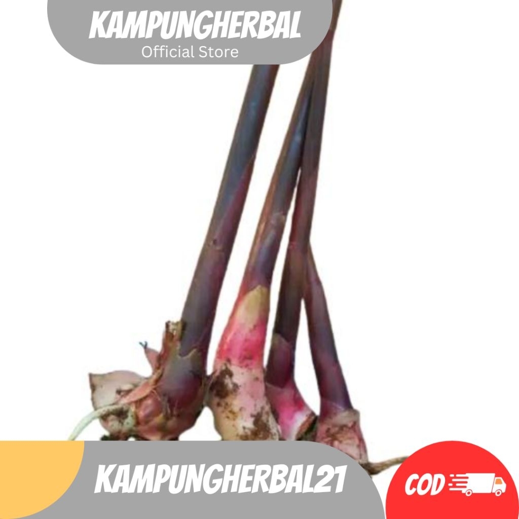 

BIBIT KECOMBRANG MERAH, KECOMBRANG Laka siap tanam terjangkau dan berkualitas super #39