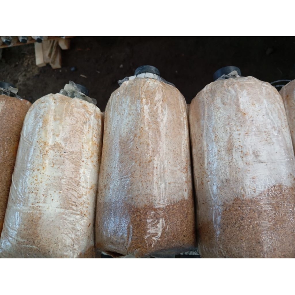 

baglog jamur tiram coklat dan jamur tiram putih