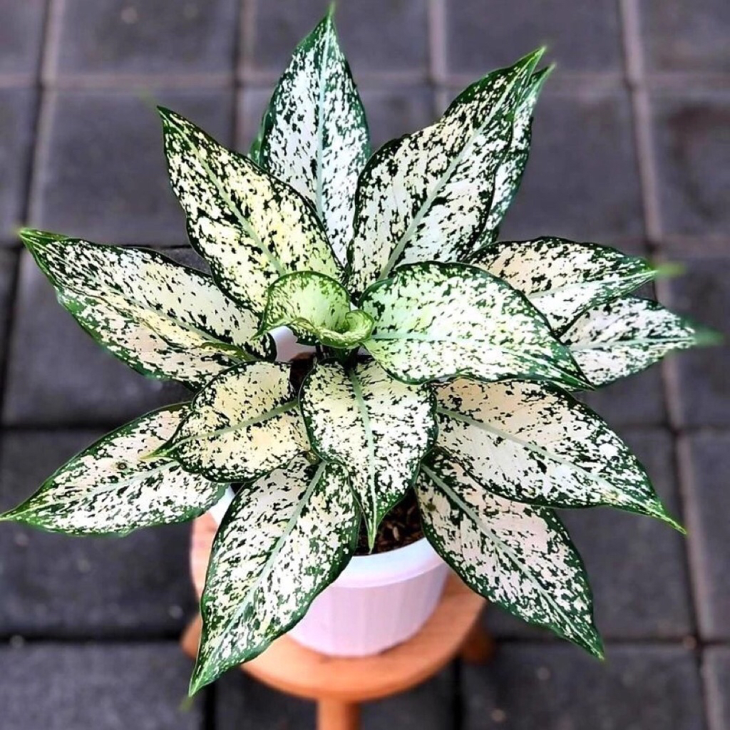 tanaman hias aglonema snow white - pohon aglonema snow white - aglonema snow white