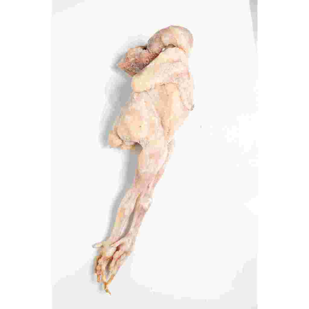 

Ayam pejantan karkas uk 900gr frozen/ayam pejantan murah/ayam pejantan/ayam