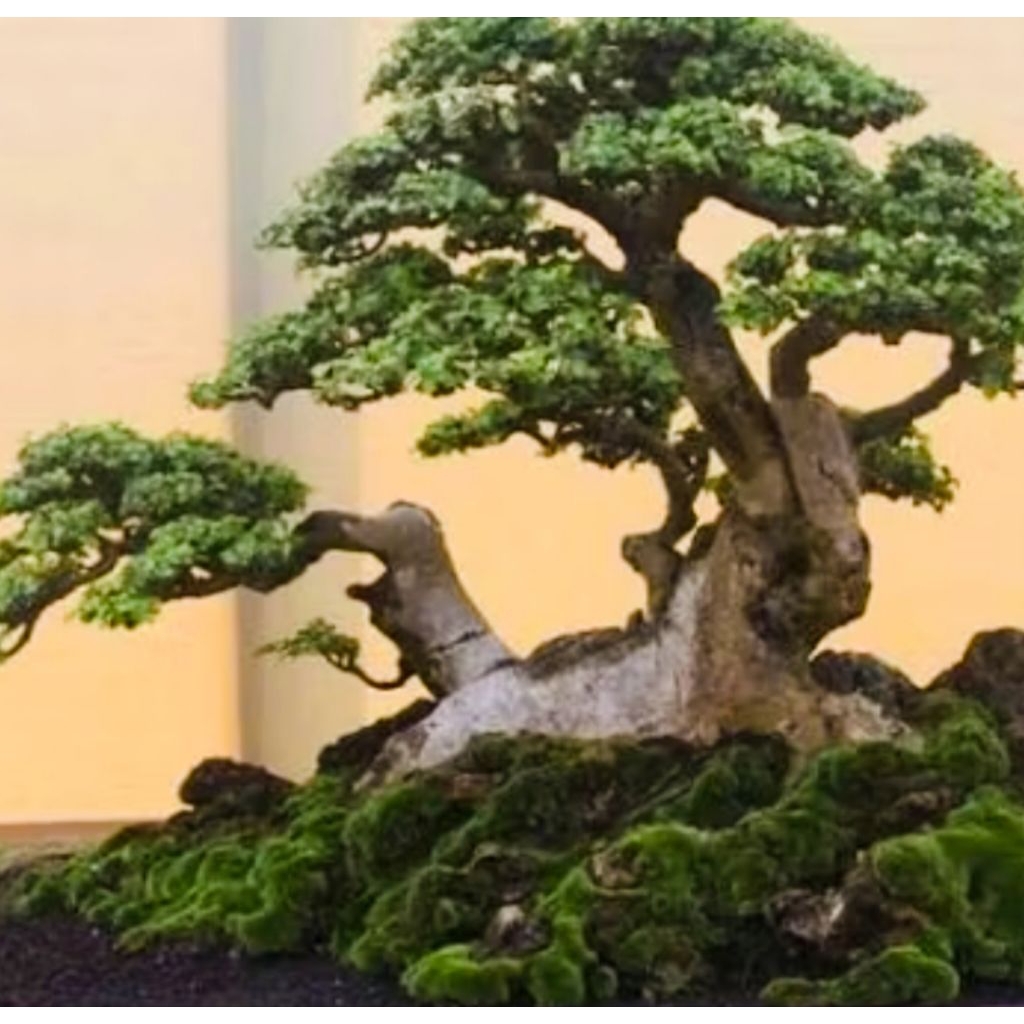 Cutting stek batang bahan Bonsai Serut Alas Jawa Siap Tanam