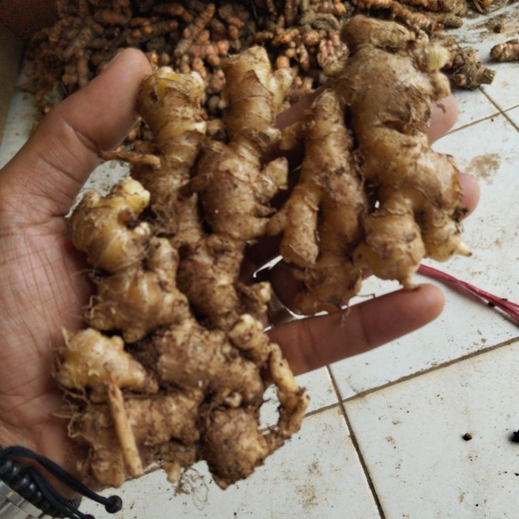 

Jahe emprit 1kg fresh dan segar