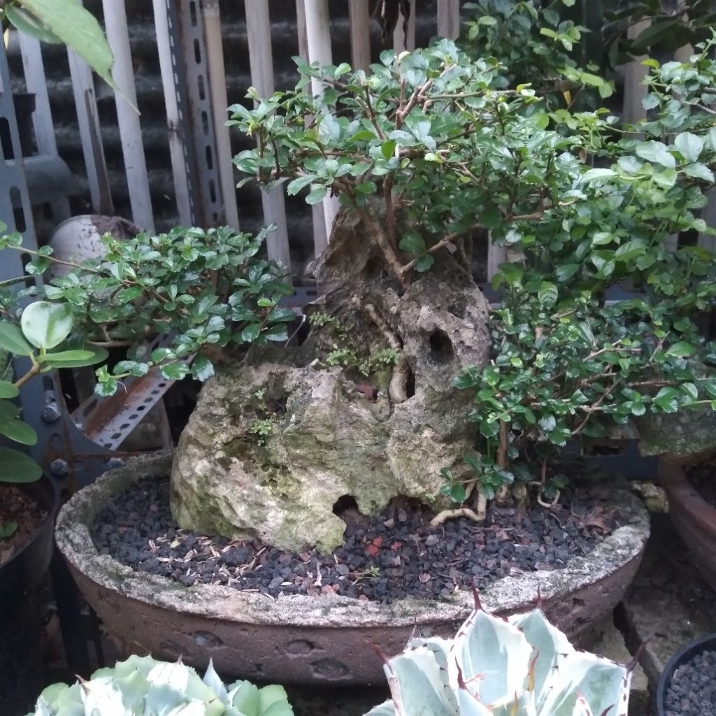 BONSAI HOKIANTEA BUAH OTR