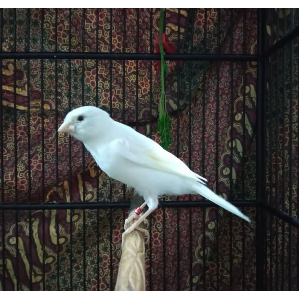 KENARI PUTIH SERI AF KELAMIN JANTAN