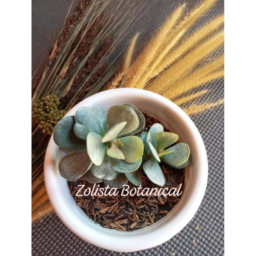 Silver Dolar (Tanaman hias, Tanaman hidup, Sukulen, Kaktus)