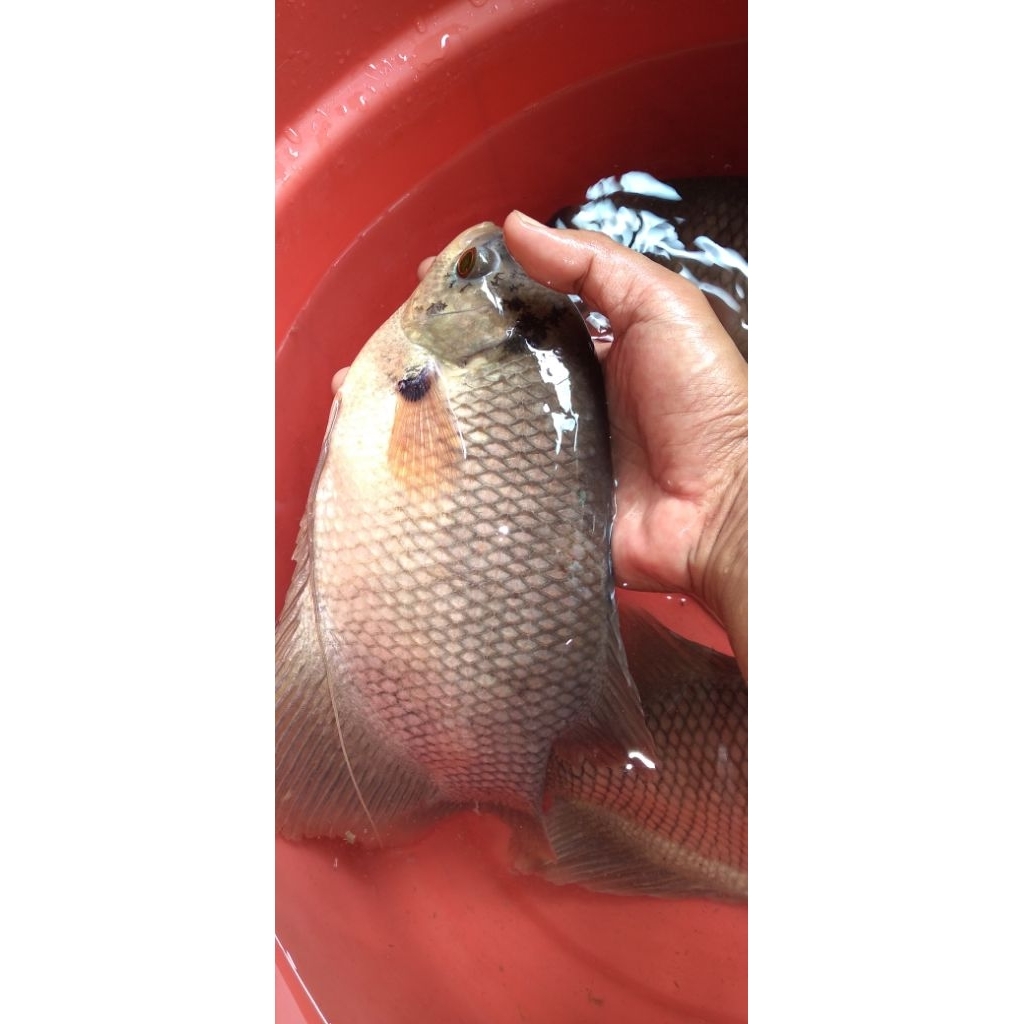 

IKAN GURAME HIDUP SEGAR