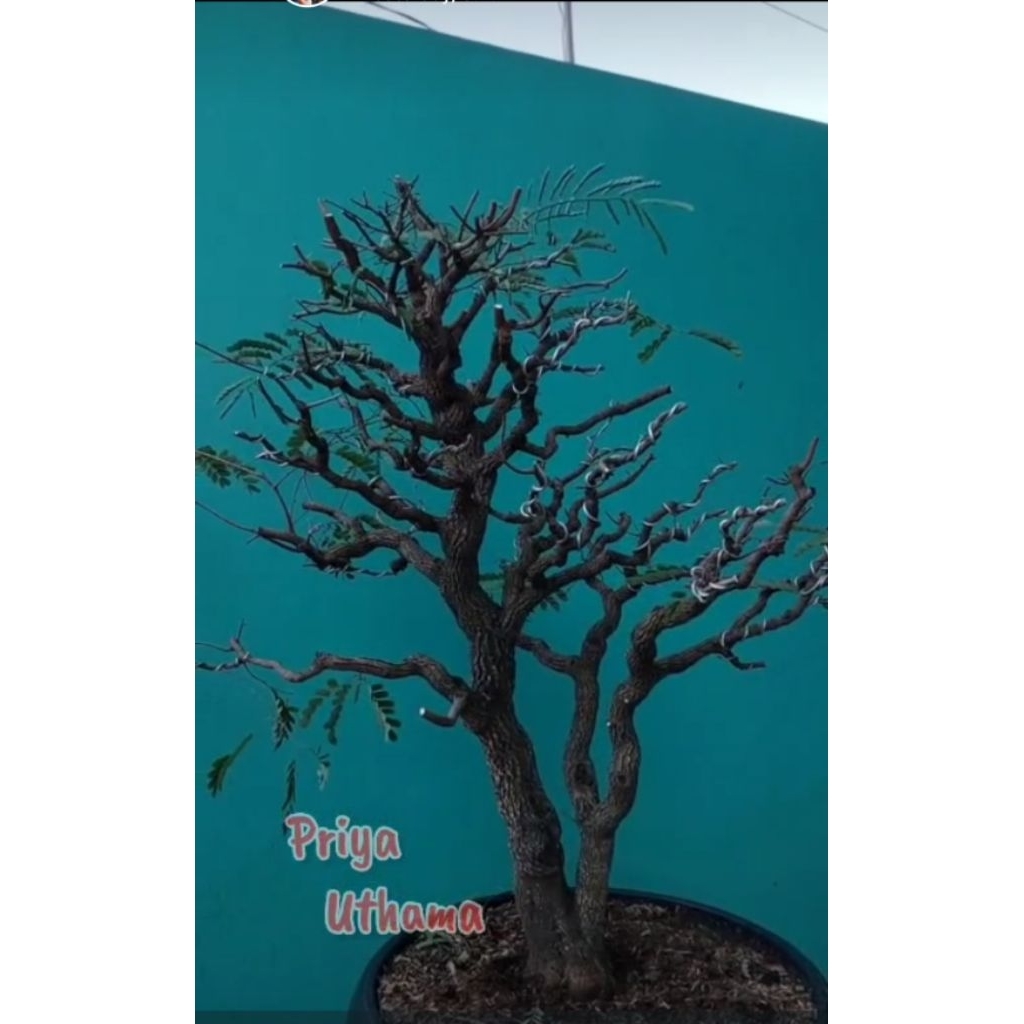 bonsai asam jawa