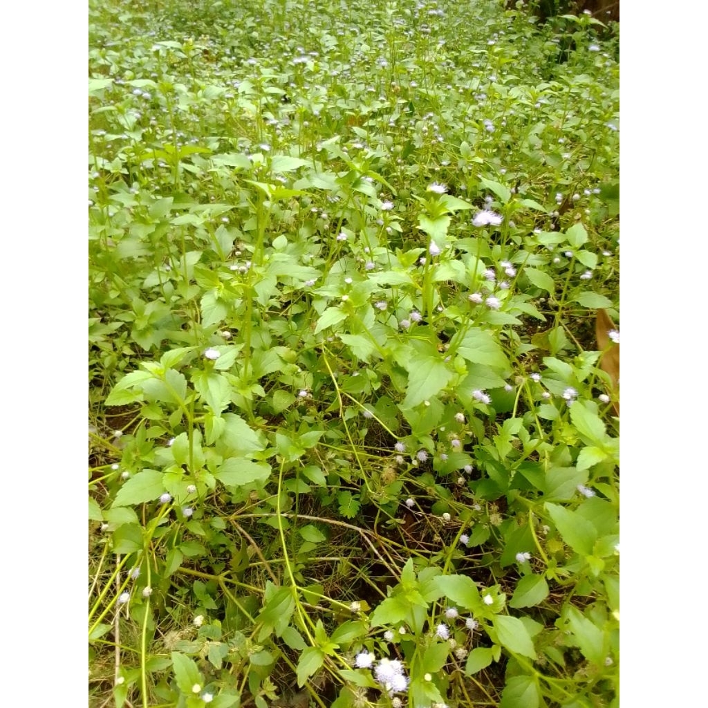 

daun bandotan akar+batang+daun 500g