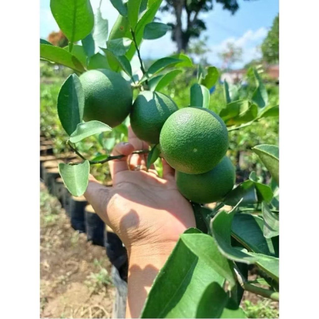 bibit jeruk baby java kondisi berbuah