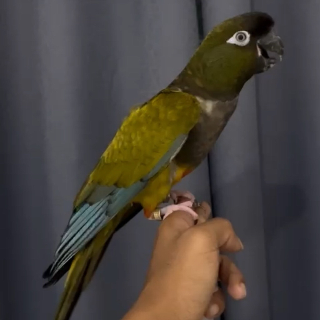 Burung Patagonian Conure Jinak Skill Free Fly