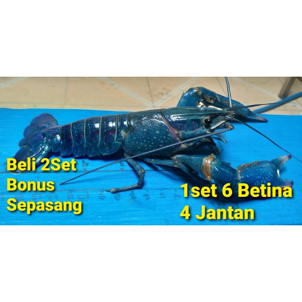 

Indukan Lobster Air Tawar (RedClaw) / Kiloan hidup