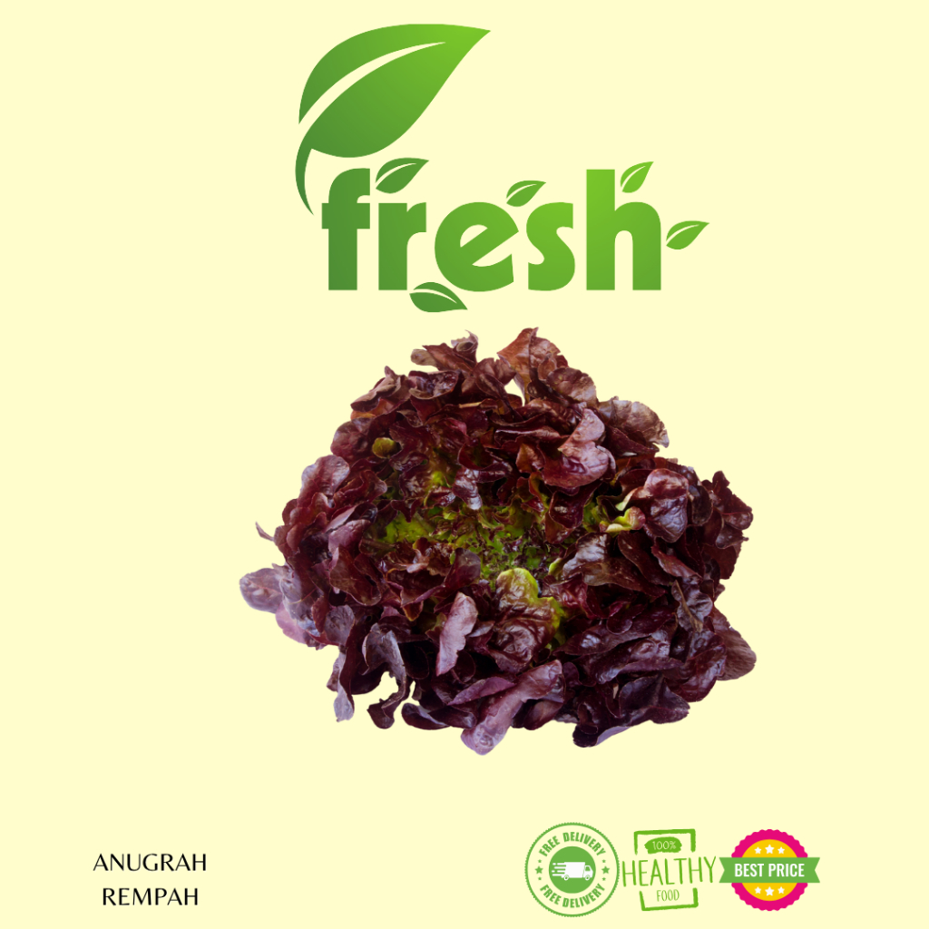 

Selada Ungu 250-500 gram FRESH ANUGRAH REMPAH