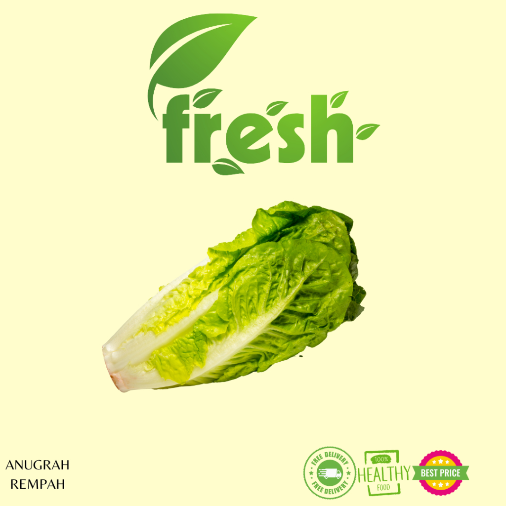 

Romaine Lettuce 250-500 gram FRESH ANUGRAH REMPAH