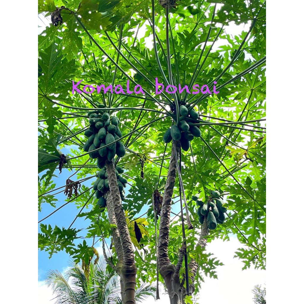 

pepaya sayur kates muda hijau