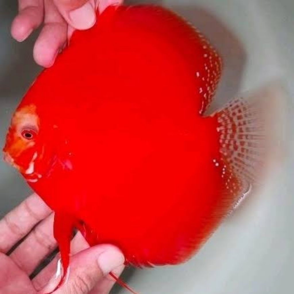 discus red valentine hiasan aquarium