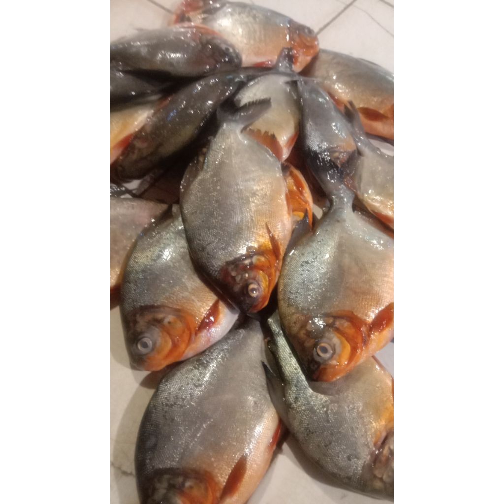 

ikan bawal merah air tawar segar