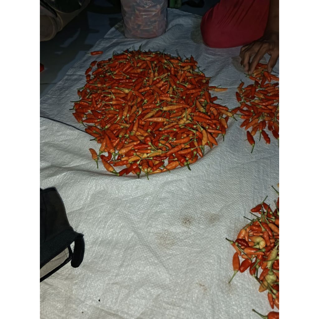 

cengek domba/cabai rawit domba 250 gram segar