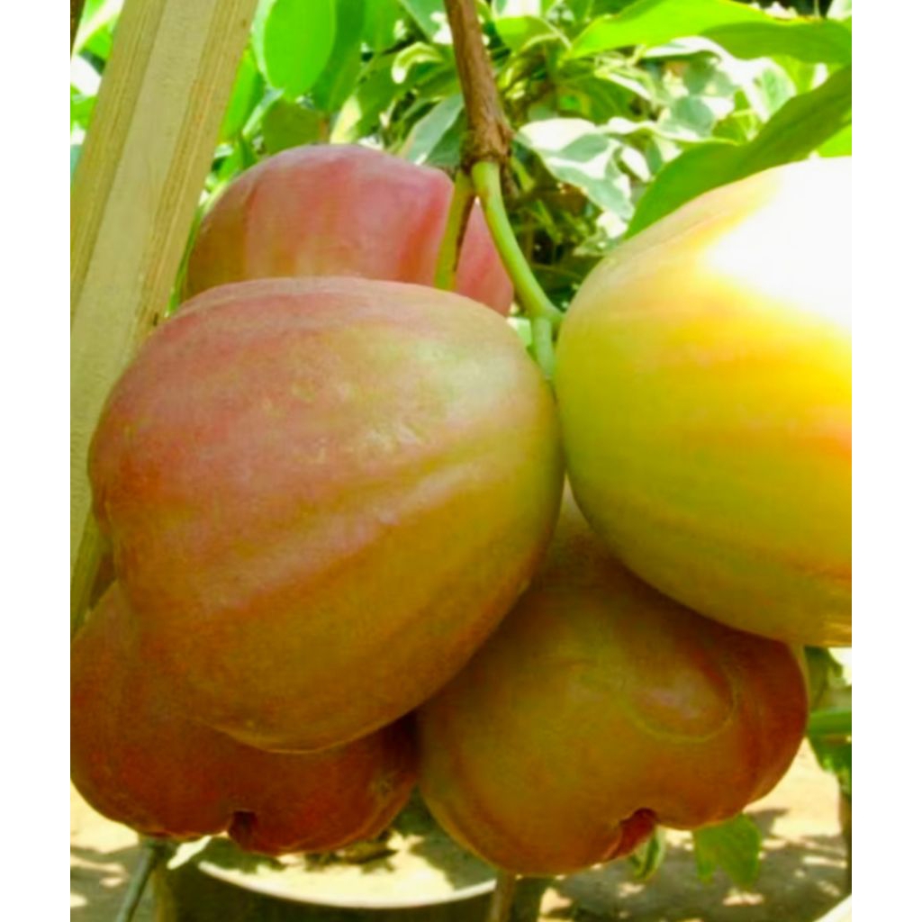 Bibit Jambu Air King Rose Jumbo