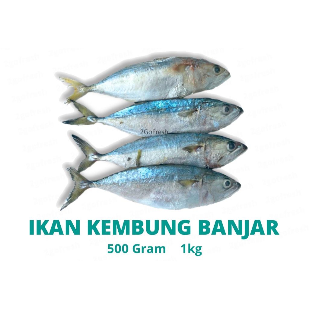 

IKAN KEMBUNG FRESH
