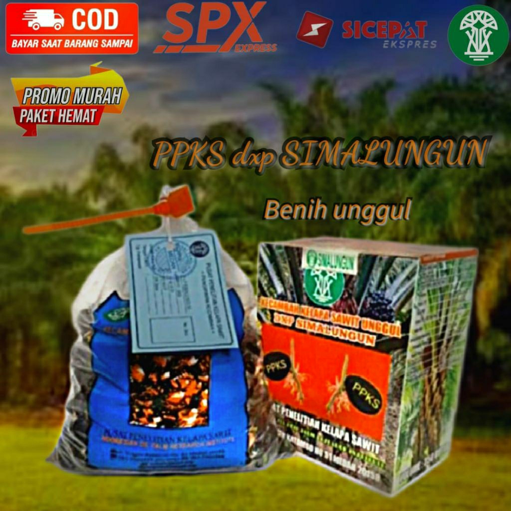 biji bibit kelapa sawit unggul Simalungun isi 250 butir ber sertifikat